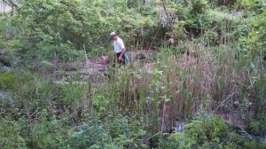 Volunteer Steven Hubner, from the Talbot Park neighborhood, helps Suburban Acres Civic League clean the marsh along the Lafayette River